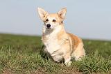 CORGI PEMBROKE 682